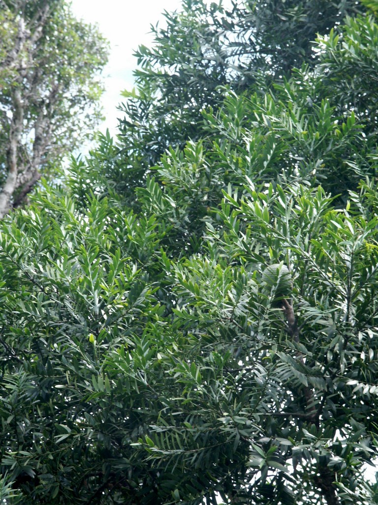Agathis lanceolata