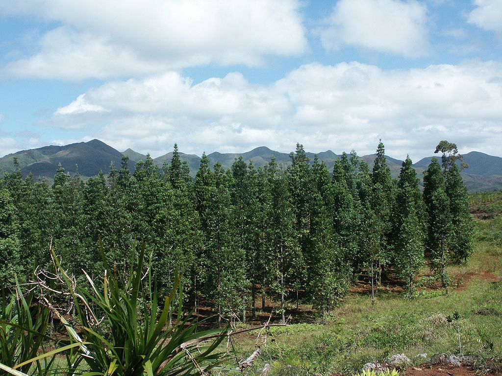 Agathis lanceolata