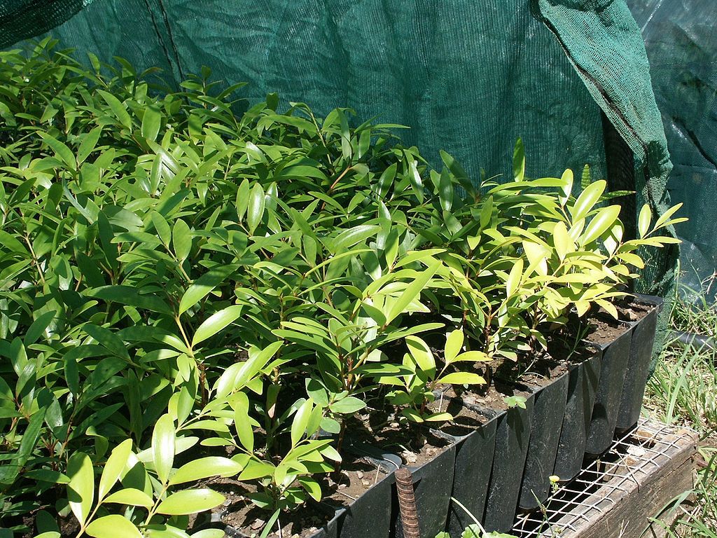 Agathis lanceolata
