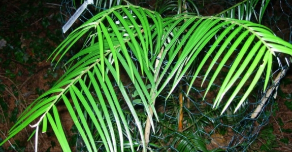 Cephalotaxus lanceolata