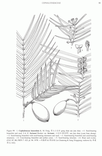 Cephalotaxus lanceolata