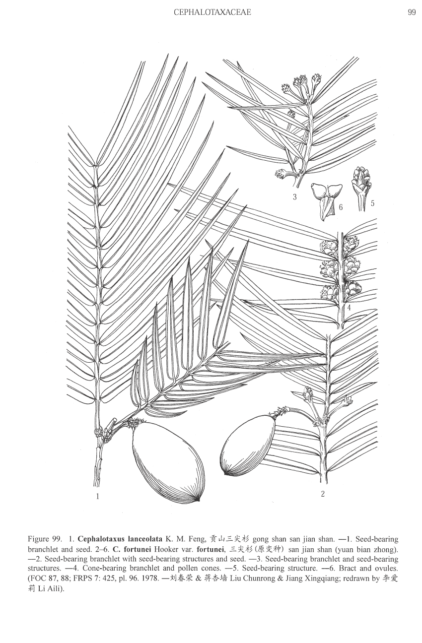 Cephalotaxus lanceolata