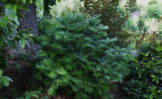 Cephalotaxus lanceolata