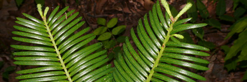 Cephalotaxus lanceolata