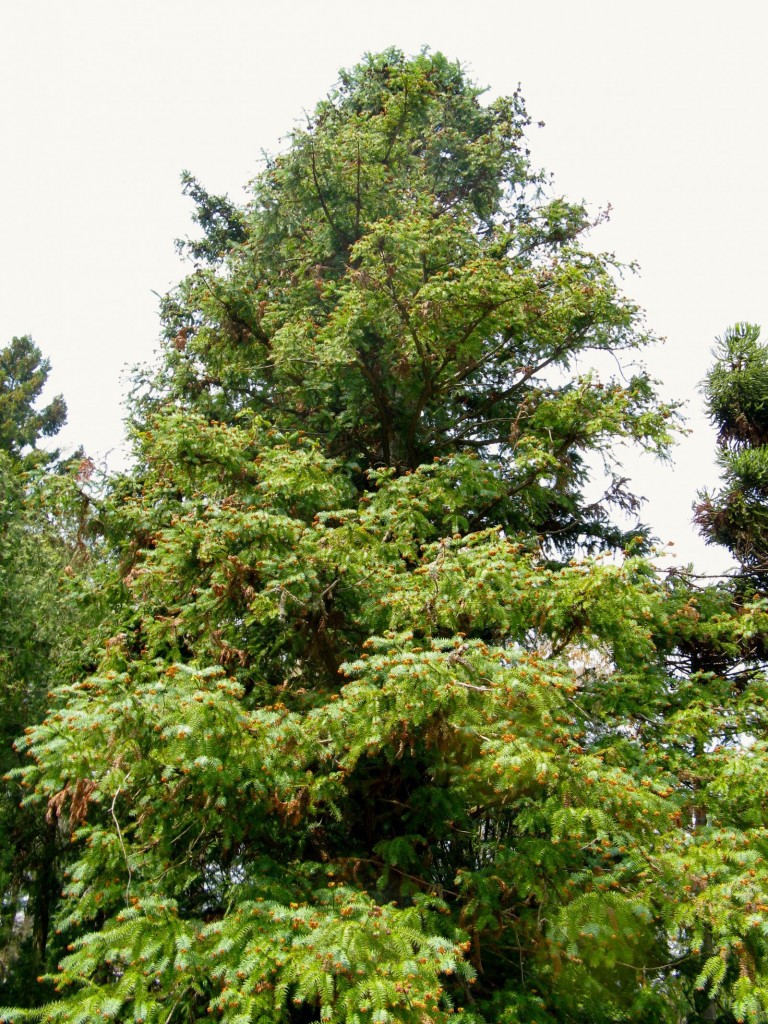 Cunninghamia lanceolata