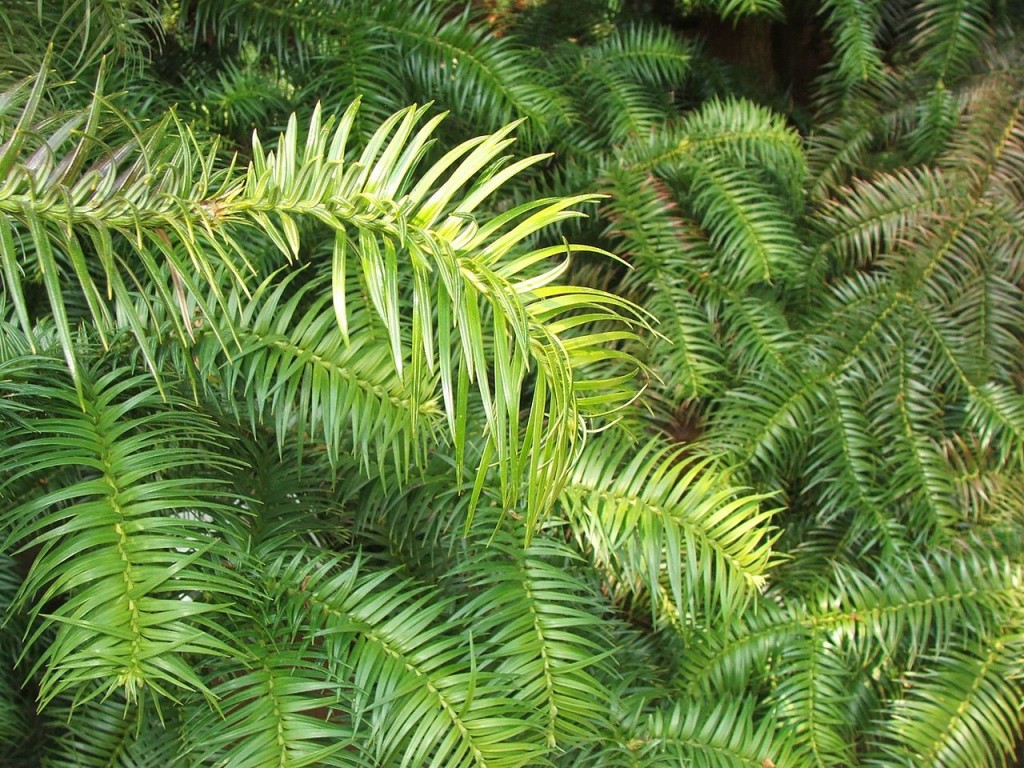 Cunninghamia lanceolata