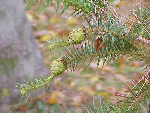 Cunninghamia lanceolata