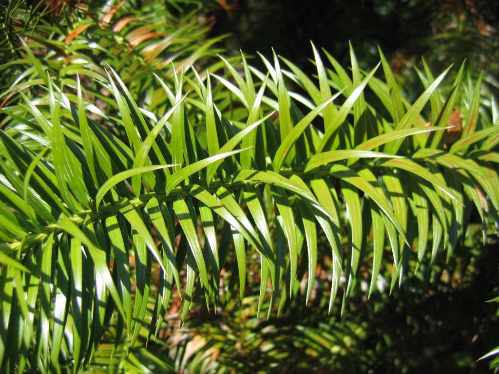 Cunninghamia lanceolata
