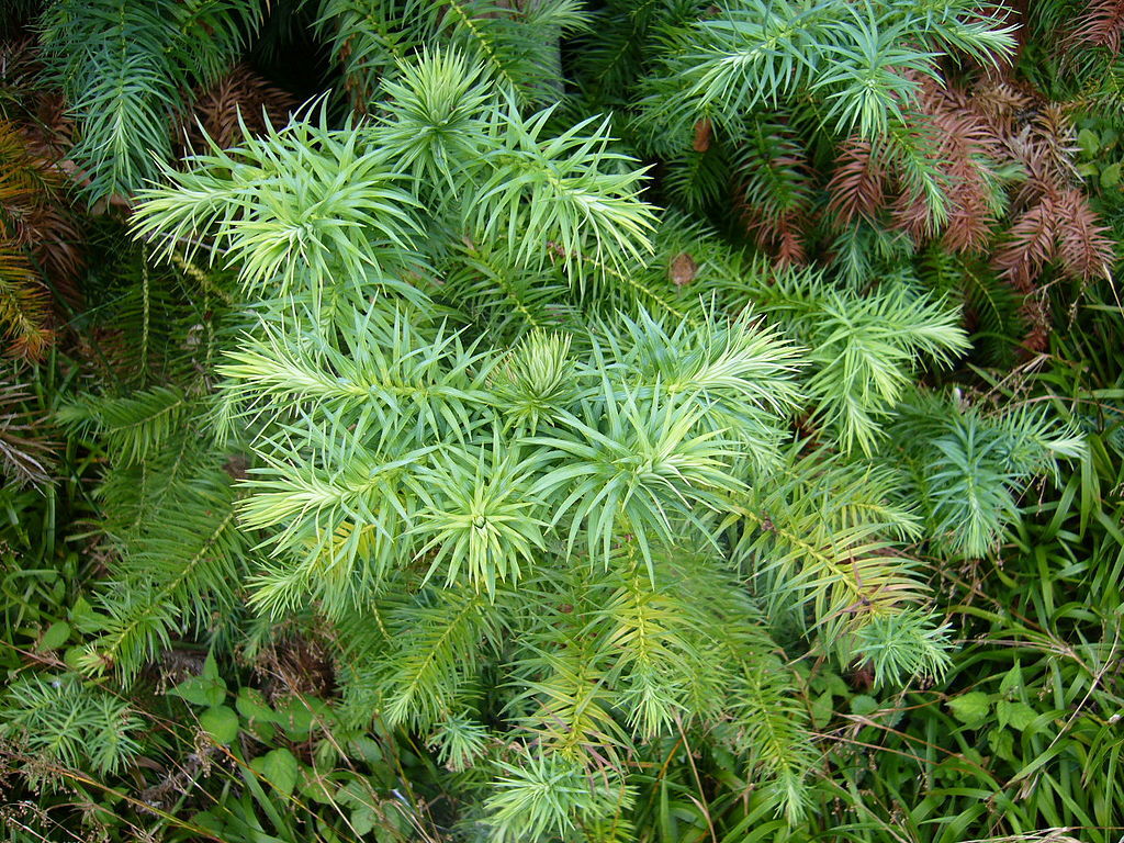 Cunninghamia lanceolata