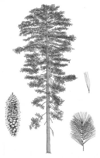 Pinus lambertiana