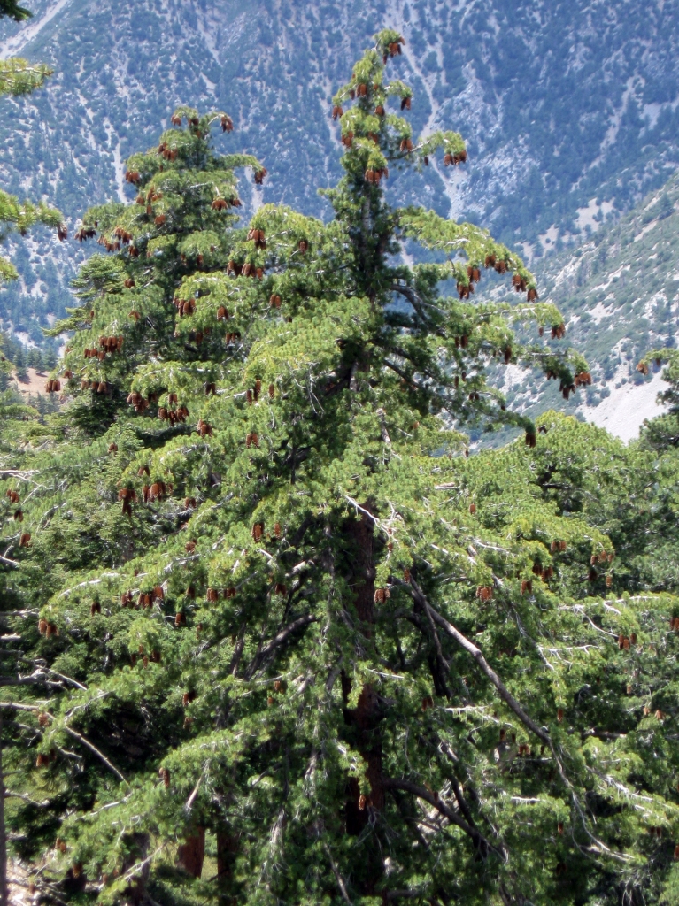 Pinus lambertiana