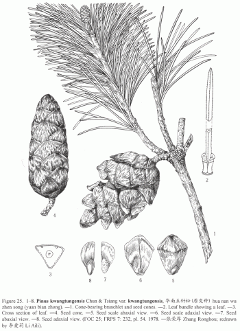 Pinus kwantungensis