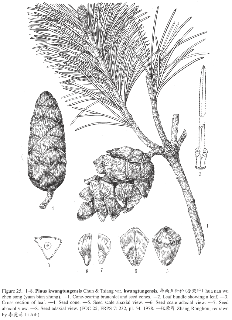 Pinus kwantungensis