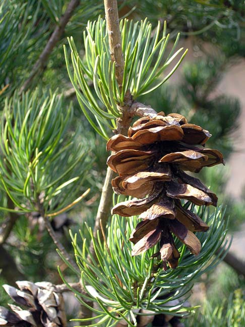 Pinus kwantungensis