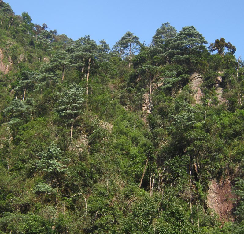 Pinus kwantungensis
