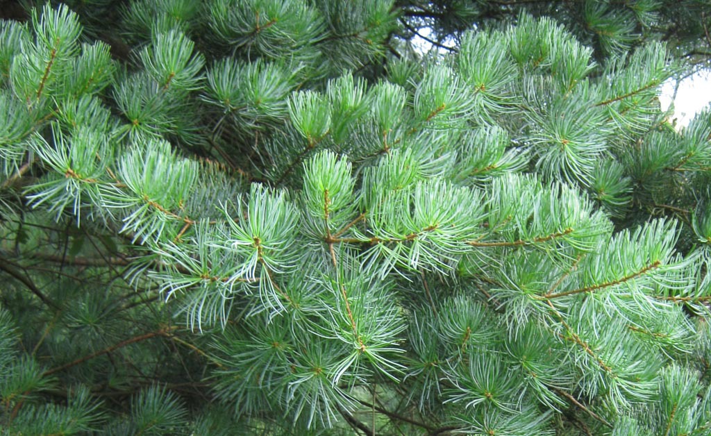 Pinus kwantungensis