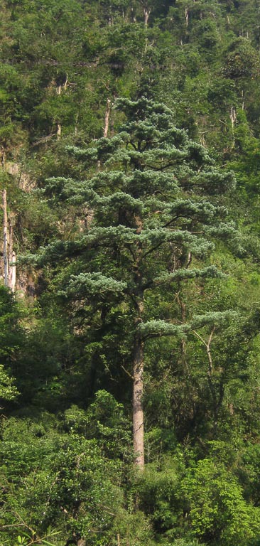 Pinus kwantungensis