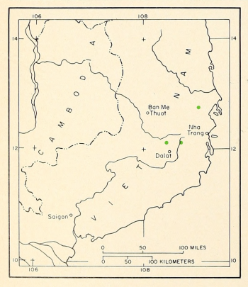 Pinus krempfii
