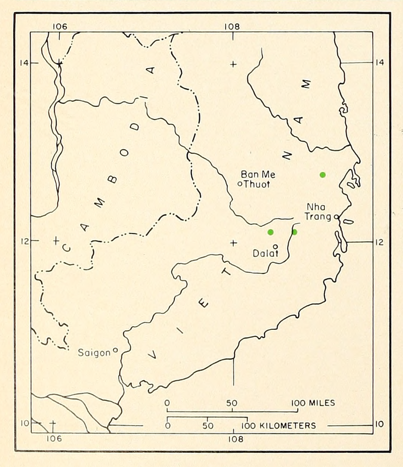 Pinus krempfii