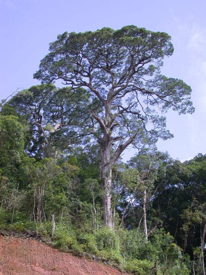 Pinus krempfii