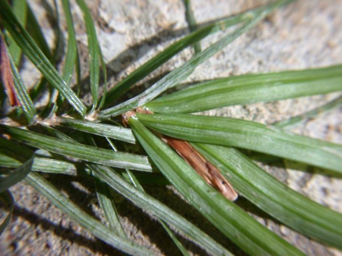 Pinus krempfii