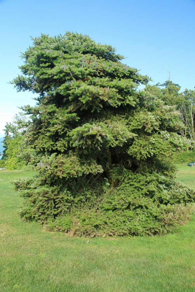 Abies koreana