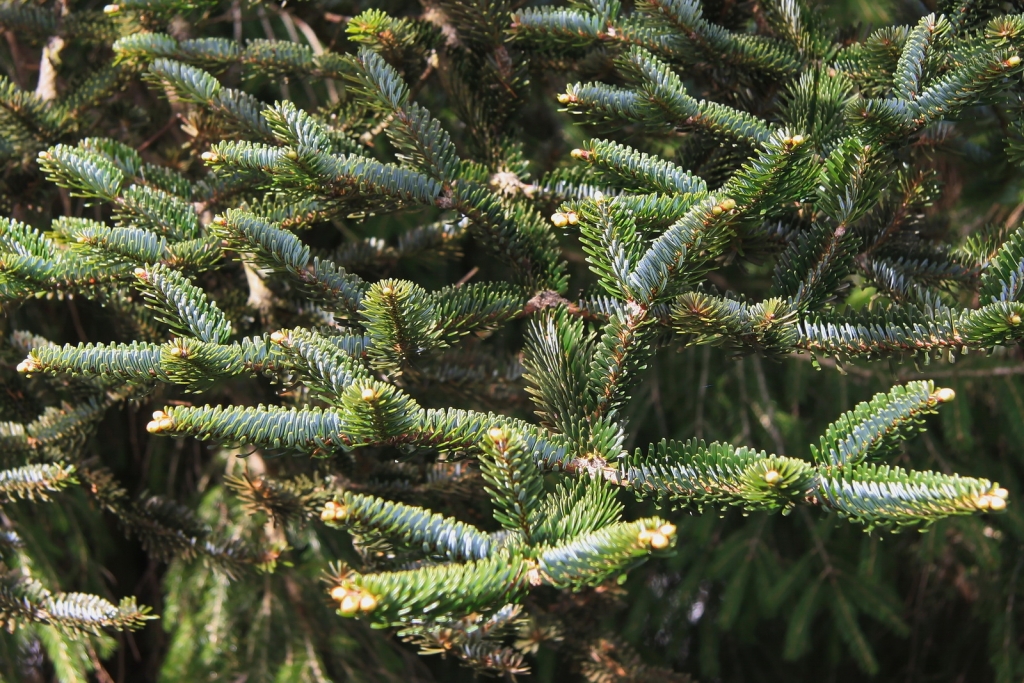 Abies koreana