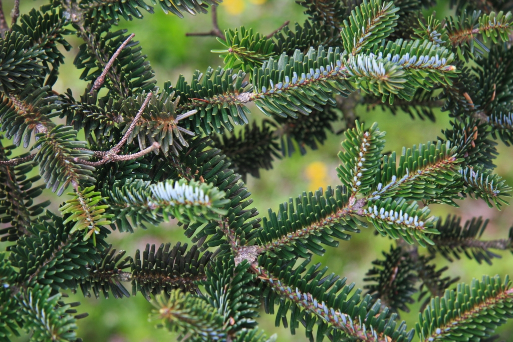 Abies koreana