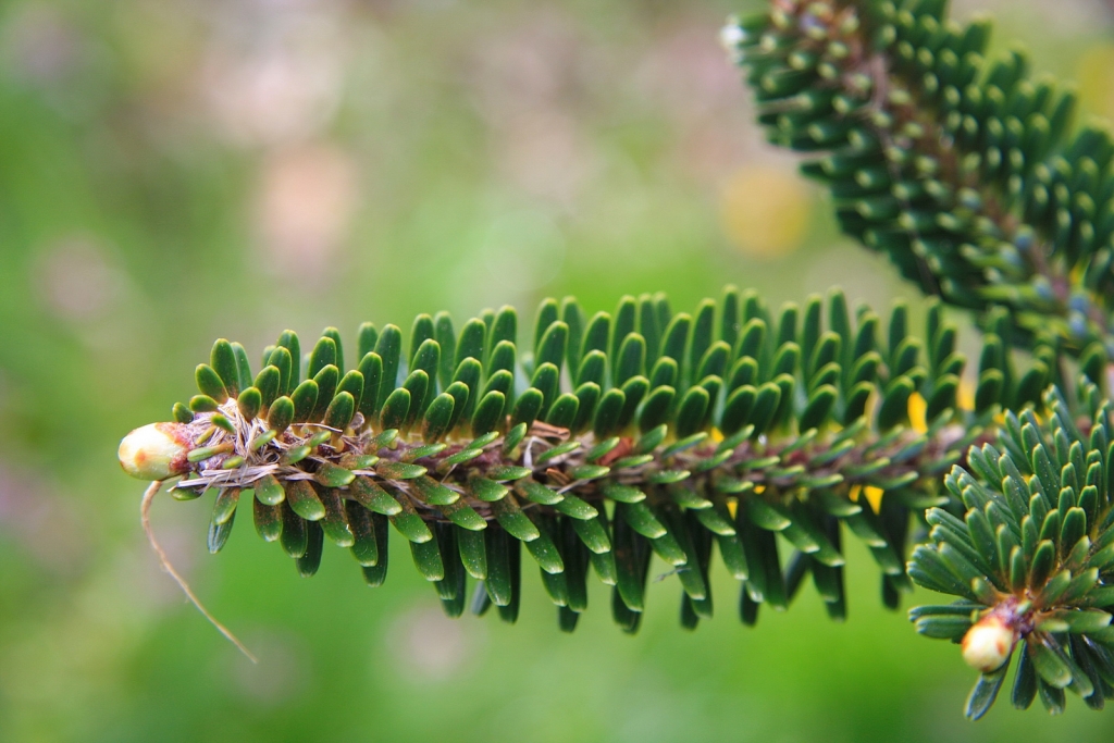Abies koreana