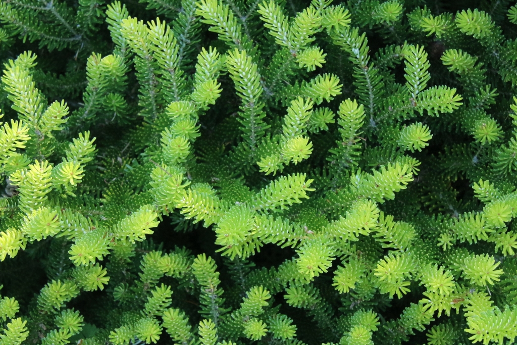 Abies koreana