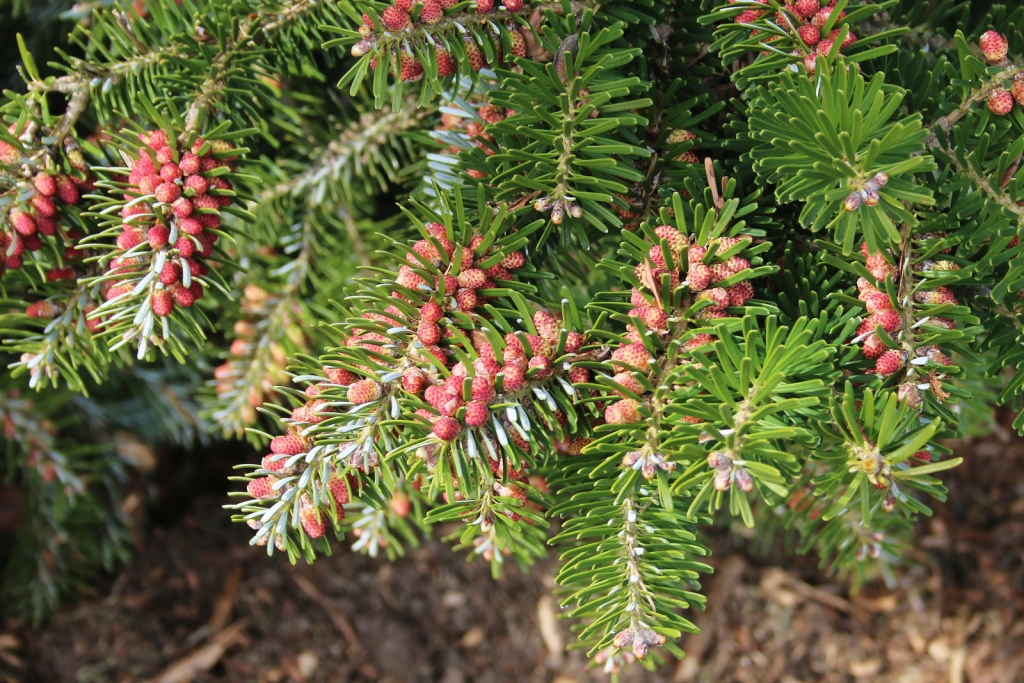 Abies koreana