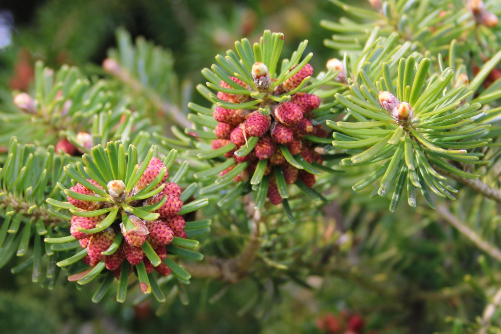Abies koreana