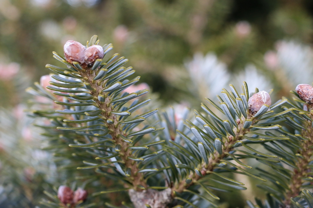 Abies koreana