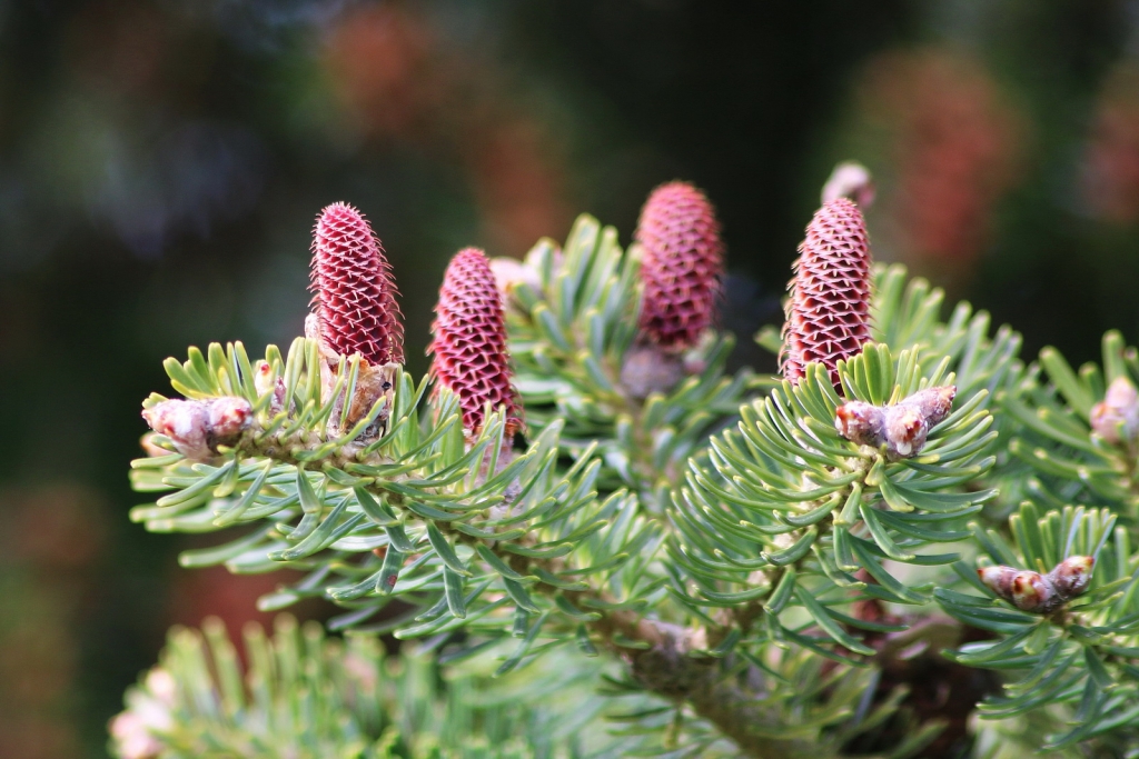 Abies koreana