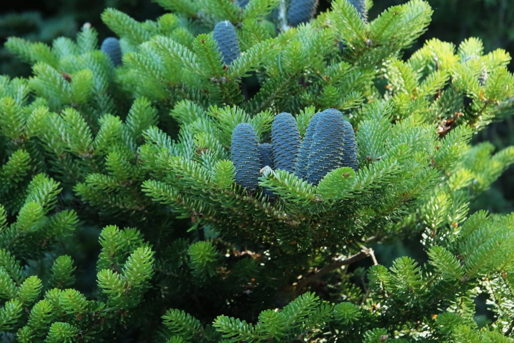 Abies koreana