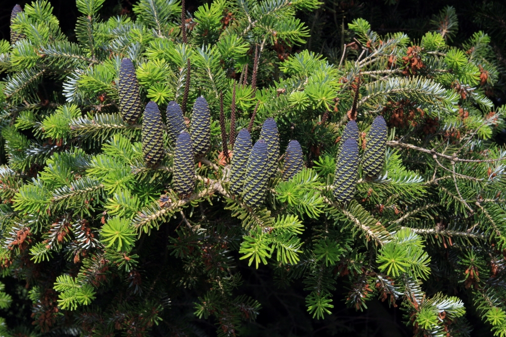 Abies koreana