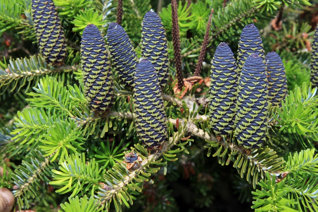 Abies koreana