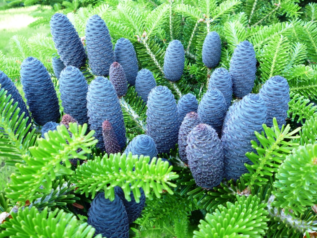Abies koreana