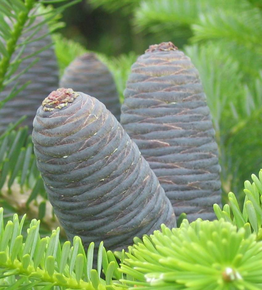 Abies koreana