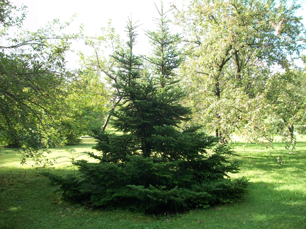 Abies koreana