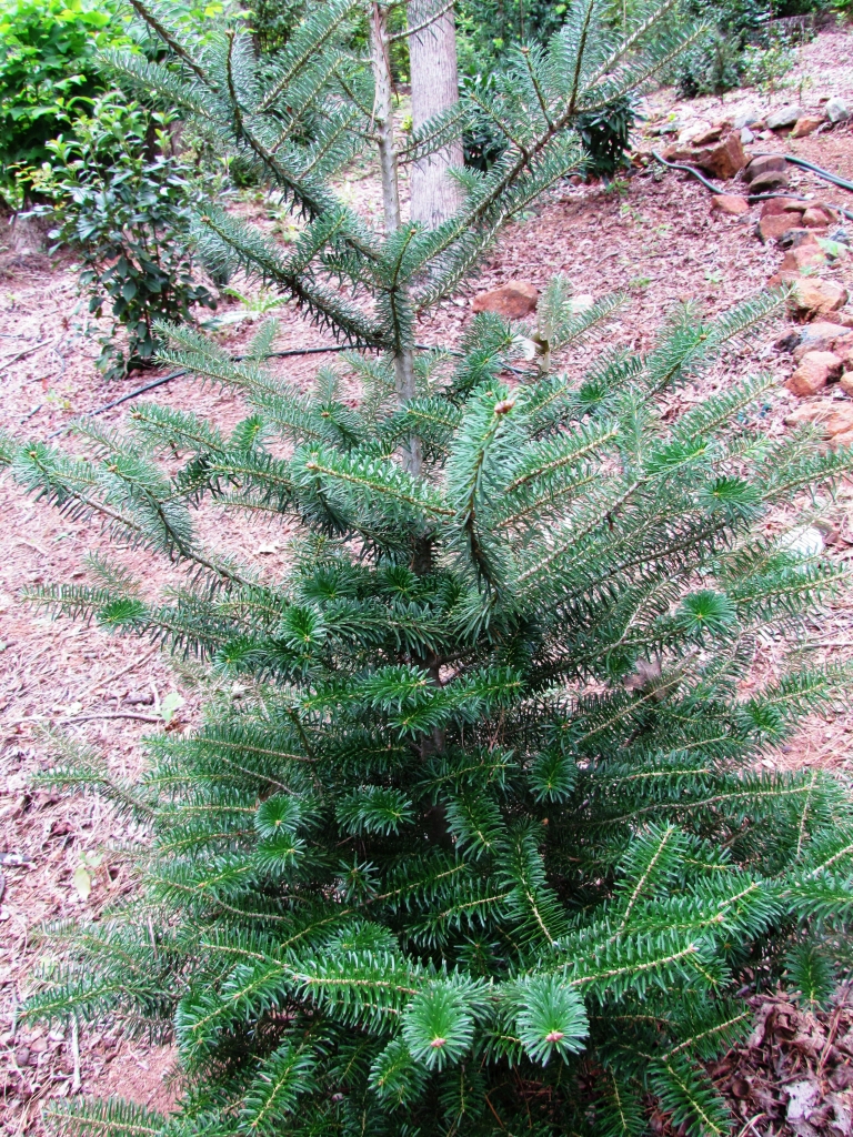 Abies koreana