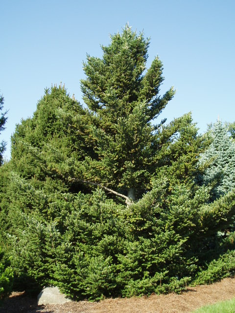 Abies koreana