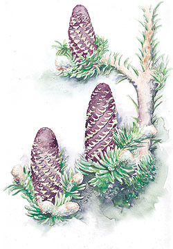 Abies koreana