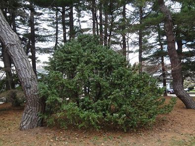 Cephalotaxus koreana