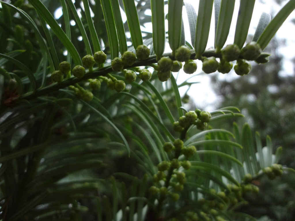 Cephalotaxus koreana