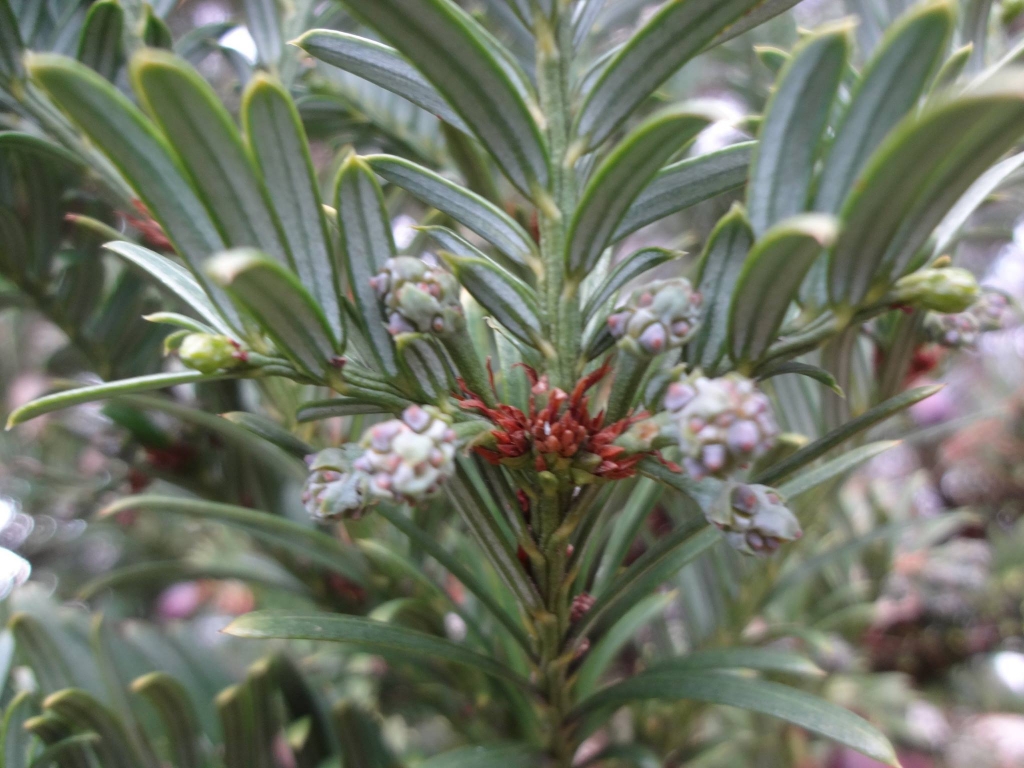 Cephalotaxus koreana