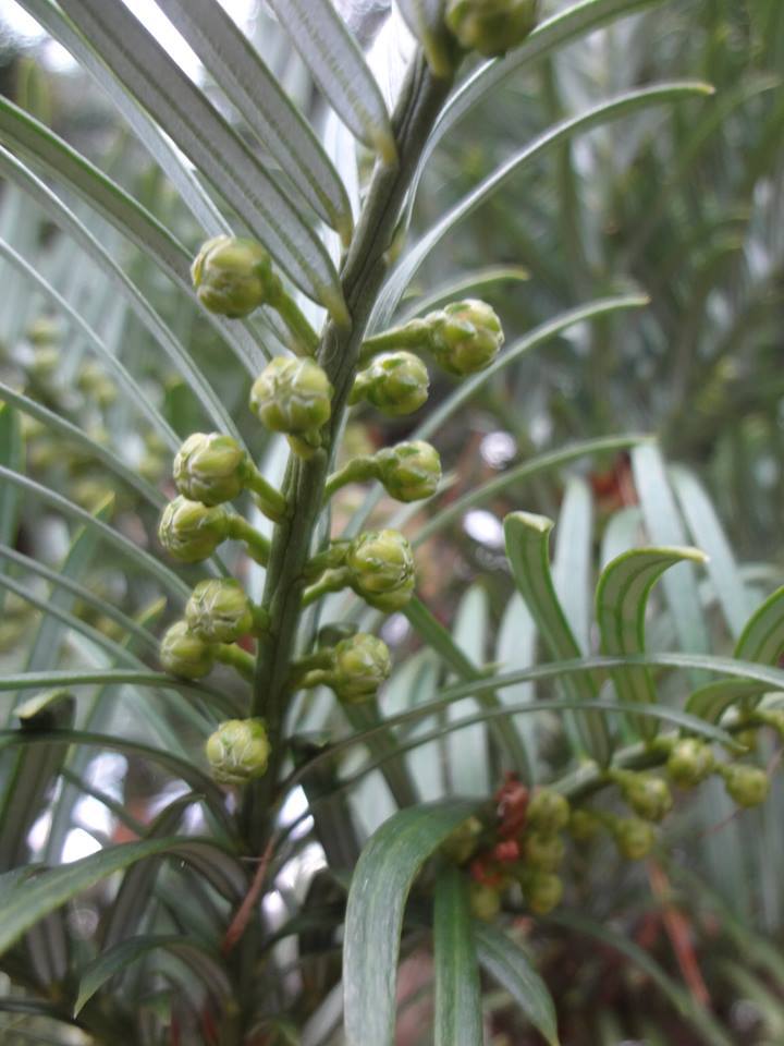 Cephalotaxus koreana