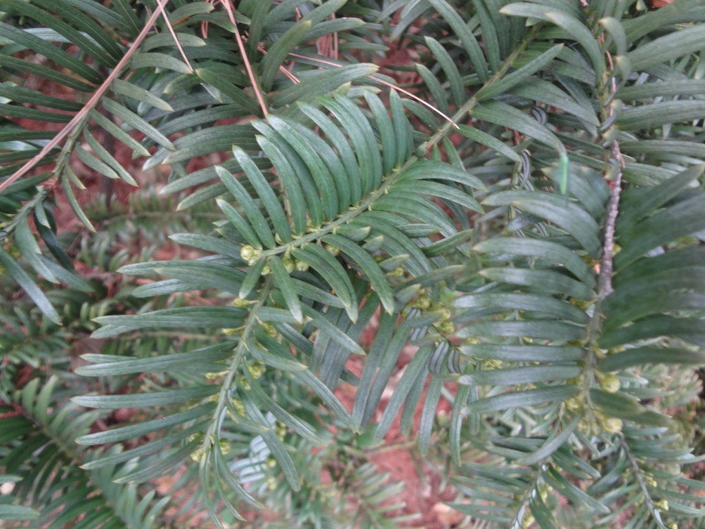 Cephalotaxus koreana