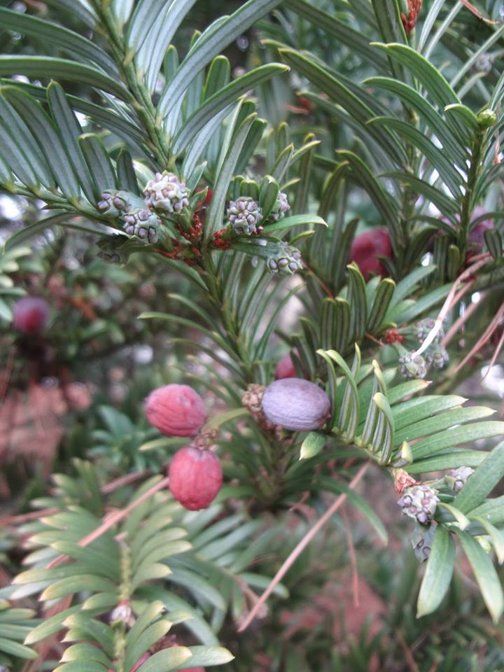 Cephalotaxus koreana