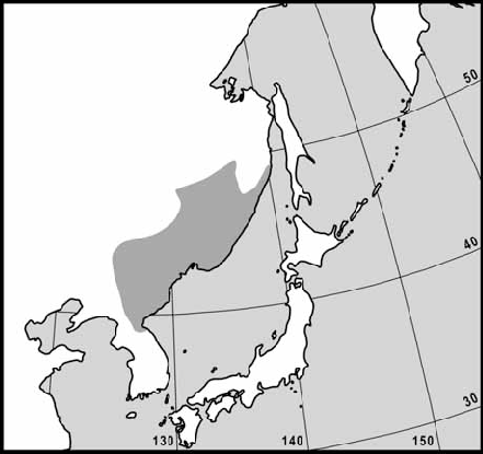 Picea koraiensis